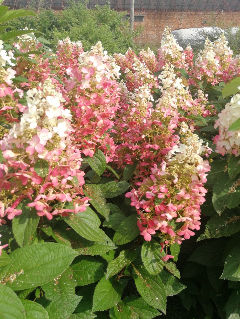 红花圆锥八仙花